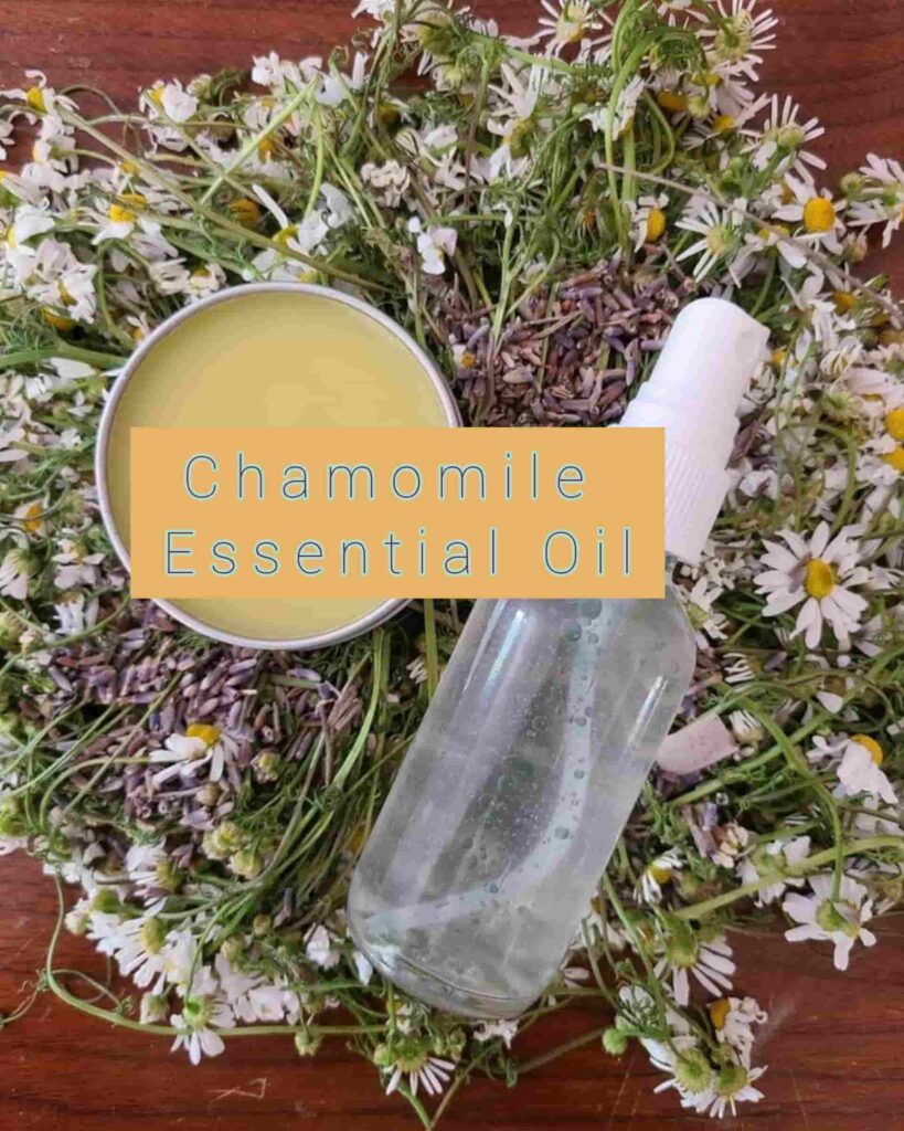 Chamomile Essential Oils - Sharp Muscle