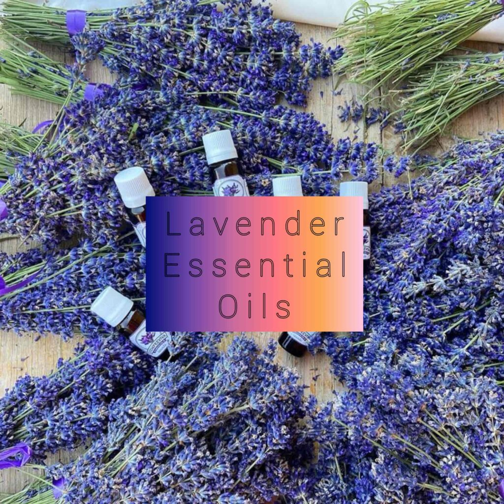 Lavender Essential Oils - Sharp Muscle