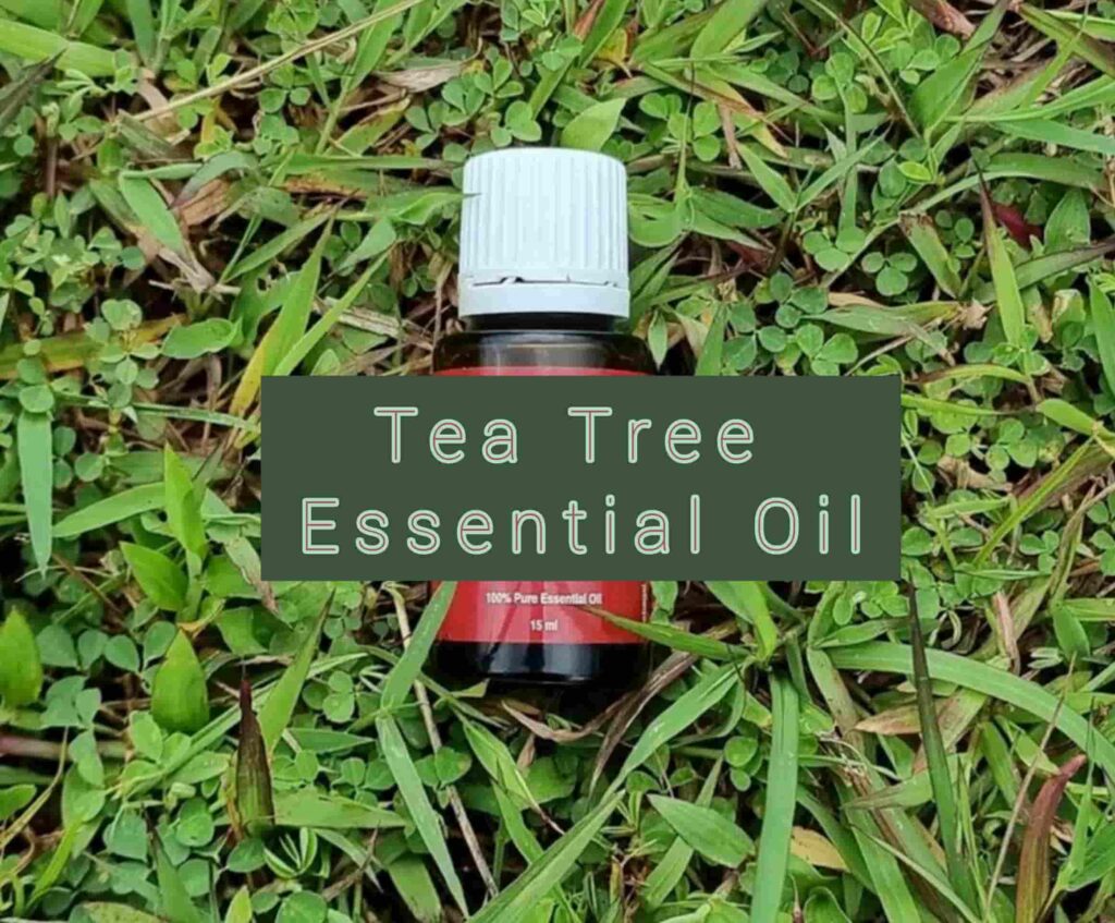 Tea Tree Essential Oil - Sharp Muscle