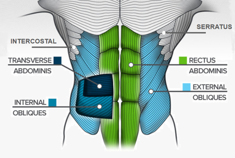 Six-pack Abs Anatomy - Sharp Muscle