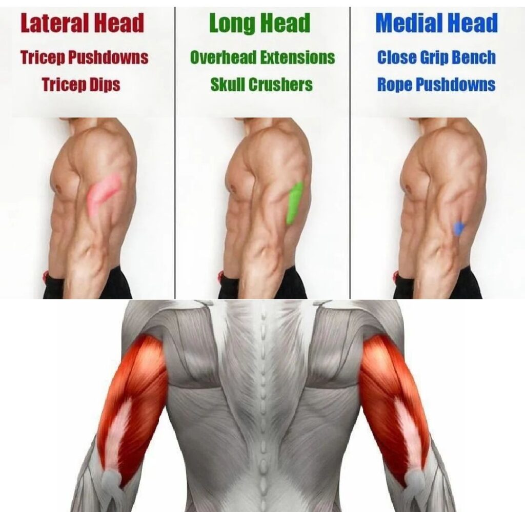 Triceps muscle function – sharp muscle